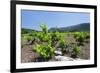 Vineyards, Peninsula Peljesac, Dalmatia, Croatia, Europe-Markus Lange-Framed Photographic Print