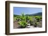 Vineyards, Peninsula Peljesac, Dalmatia, Croatia, Europe-Markus Lange-Framed Photographic Print