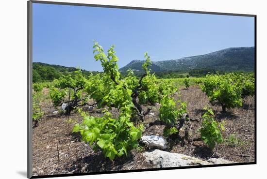 Vineyards, Peninsula Peljesac, Dalmatia, Croatia, Europe-Markus Lange-Mounted Photographic Print