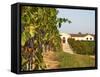 Vineyards, Petit Verdot Vines and Winery, Chateau De La Tour, Bordeaux, France-Per Karlsson-Framed Stretched Canvas