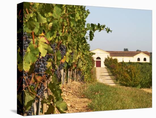 Vineyards, Petit Verdot Vines and Winery, Chateau De La Tour, Bordeaux, France-Per Karlsson-Stretched Canvas