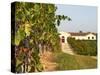 Vineyards, Petit Verdot Vines and Winery, Chateau De La Tour, Bordeaux, France-Per Karlsson-Stretched Canvas