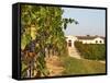 Vineyards, Petit Verdot Vines and Winery, Chateau De La Tour, Bordeaux, France-Per Karlsson-Framed Stretched Canvas