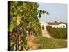 Vineyards, Petit Verdot Vines and Winery, Chateau De La Tour, Bordeaux, France-Per Karlsson-Stretched Canvas