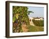 Vineyards, Petit Verdot Vines and Winery, Chateau De La Tour, Bordeaux, France-Per Karlsson-Framed Photographic Print