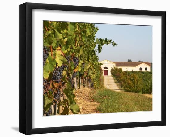 Vineyards, Petit Verdot Vines and Winery, Chateau De La Tour, Bordeaux, France-Per Karlsson-Framed Photographic Print