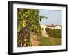 Vineyards, Petit Verdot Vines and Winery, Chateau De La Tour, Bordeaux, France-Per Karlsson-Framed Photographic Print