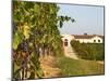 Vineyards, Petit Verdot Vines and Winery, Chateau De La Tour, Bordeaux, France-Per Karlsson-Mounted Photographic Print