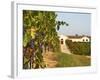 Vineyards, Petit Verdot Vines and Winery, Chateau De La Tour, Bordeaux, France-Per Karlsson-Framed Photographic Print