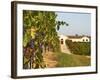 Vineyards, Petit Verdot Vines and Winery, Chateau De La Tour, Bordeaux, France-Per Karlsson-Framed Photographic Print