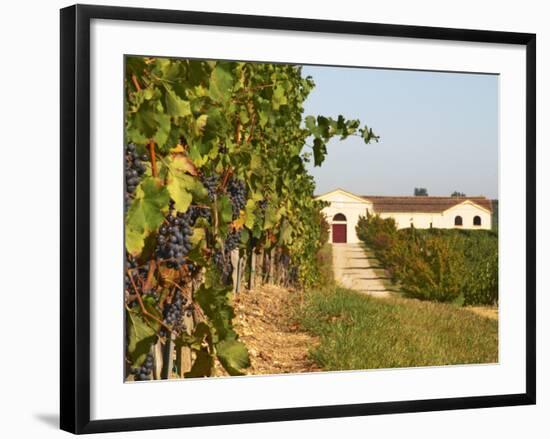 Vineyards, Petit Verdot Vines and Winery, Chateau De La Tour, Bordeaux, France-Per Karlsson-Framed Photographic Print