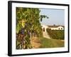 Vineyards, Petit Verdot Vines and Winery, Chateau De La Tour, Bordeaux, France-Per Karlsson-Framed Photographic Print