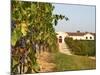Vineyards, Petit Verdot Vines and Winery, Chateau De La Tour, Bordeaux, France-Per Karlsson-Mounted Photographic Print
