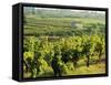 Vineyards, Provence, France, Europe-John Miller-Framed Stretched Canvas