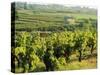 Vineyards, Provence, France, Europe-John Miller-Stretched Canvas