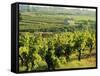 Vineyards, Provence, France, Europe-John Miller-Framed Stretched Canvas