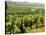 Vineyards, Provence, France, Europe-John Miller-Stretched Canvas