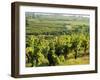 Vineyards, Provence, France, Europe-John Miller-Framed Photographic Print