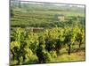 Vineyards, Provence, France, Europe-John Miller-Mounted Photographic Print