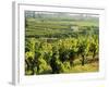 Vineyards, Provence, France, Europe-John Miller-Framed Photographic Print