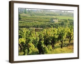 Vineyards, Provence, France, Europe-John Miller-Framed Photographic Print