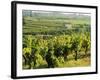 Vineyards, Provence, France, Europe-John Miller-Framed Photographic Print