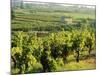 Vineyards, Provence, France, Europe-John Miller-Mounted Photographic Print