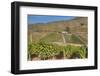 Vineyards, Quinta do Crasto, Alto Douro Wine Valley, UNESCO World Heritage Site, Portugal, Europe-Richard Maschmeyer-Framed Photographic Print