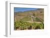 Vineyards, Quinta do Crasto, Alto Douro Wine Valley, UNESCO World Heritage Site, Portugal, Europe-Richard Maschmeyer-Framed Photographic Print