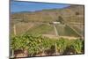 Vineyards, Quinta do Crasto, Alto Douro Wine Valley, UNESCO World Heritage Site, Portugal, Europe-Richard Maschmeyer-Mounted Photographic Print