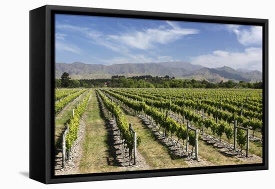 Vineyards, Renwick, Near Blenheim, Marlborough Region, South Island, New Zealand, Pacific-Stuart Black-Framed Stretched Canvas