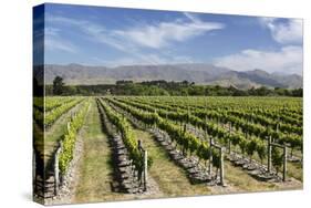 Vineyards, Renwick, Near Blenheim, Marlborough Region, South Island, New Zealand, Pacific-Stuart Black-Stretched Canvas