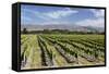 Vineyards, Renwick, Near Blenheim, Marlborough Region, South Island, New Zealand, Pacific-Stuart Black-Framed Stretched Canvas