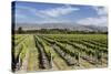 Vineyards, Renwick, Near Blenheim, Marlborough Region, South Island, New Zealand, Pacific-Stuart Black-Stretched Canvas