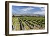 Vineyards, Renwick, Near Blenheim, Marlborough Region, South Island, New Zealand, Pacific-Stuart Black-Framed Photographic Print