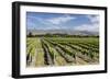 Vineyards, Renwick, Near Blenheim, Marlborough Region, South Island, New Zealand, Pacific-Stuart Black-Framed Photographic Print