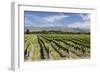 Vineyards, Renwick, Near Blenheim, Marlborough Region, South Island, New Zealand, Pacific-Stuart Black-Framed Photographic Print