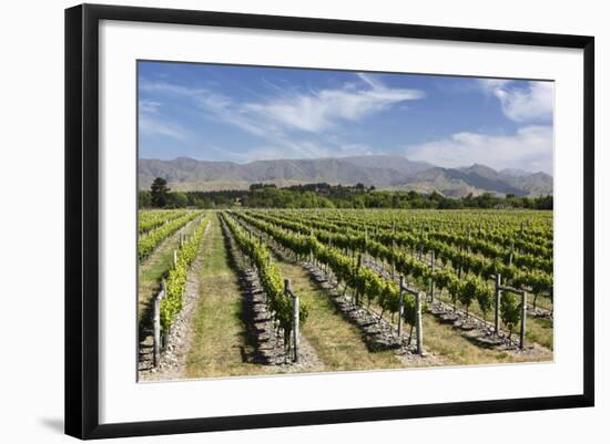 Vineyards, Renwick, Near Blenheim, Marlborough Region, South Island, New Zealand, Pacific-Stuart Black-Framed Photographic Print