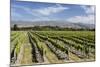 Vineyards, Renwick, Near Blenheim, Marlborough Region, South Island, New Zealand, Pacific-Stuart Black-Mounted Photographic Print