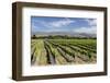 Vineyards, Renwick, Near Blenheim, Marlborough Region, South Island, New Zealand, Pacific-Stuart Black-Framed Photographic Print