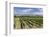 Vineyards, Renwick, Near Blenheim, Marlborough Region, South Island, New Zealand, Pacific-Stuart Black-Framed Photographic Print