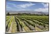 Vineyards, Renwick, Near Blenheim, Marlborough Region, South Island, New Zealand, Pacific-Stuart Black-Mounted Photographic Print