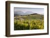 Vineyards, Renwick, Near Blenheim, Marlborough Region, South Island, New Zealand, Pacific-Stuart Black-Framed Photographic Print