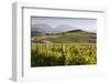 Vineyards, Renwick, Near Blenheim, Marlborough Region, South Island, New Zealand, Pacific-Stuart Black-Framed Photographic Print