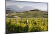 Vineyards, Renwick, Near Blenheim, Marlborough Region, South Island, New Zealand, Pacific-Stuart Black-Mounted Photographic Print