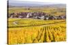 Vineyards, Riquewihr, Alsace, France-Matteo Colombo-Stretched Canvas