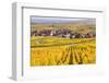 Vineyards, Riquewihr, Alsace, France-Matteo Colombo-Framed Photographic Print