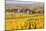 Vineyards, Riquewihr, Alsace, France-Matteo Colombo-Mounted Photographic Print
