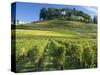 Vineyards, St. Emilion, Gironde, France, Europe-Robert Cundy-Stretched Canvas