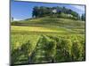 Vineyards, St. Emilion, Gironde, France, Europe-Robert Cundy-Mounted Photographic Print